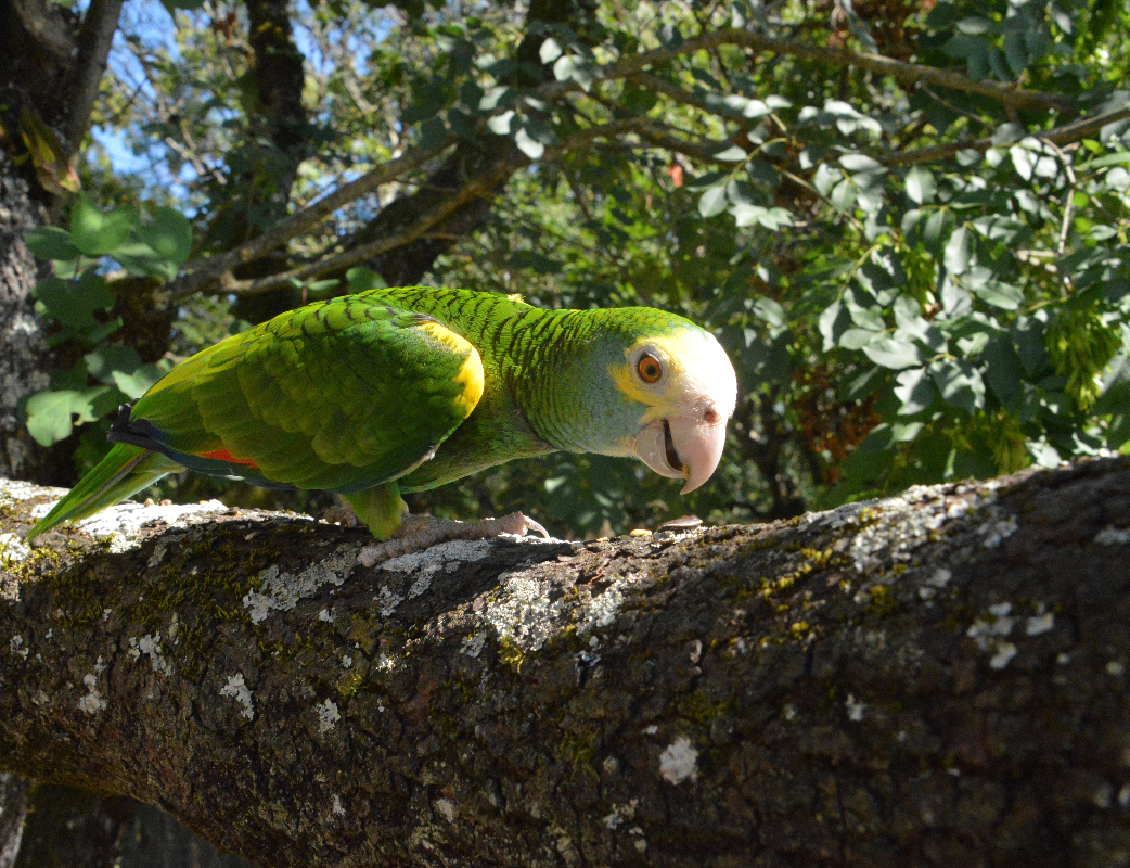 Parc ornithologique Midi-Pyrénées : Observez l'Amazone à épaulettes au parc ornithologique Le Rocher des Aigles