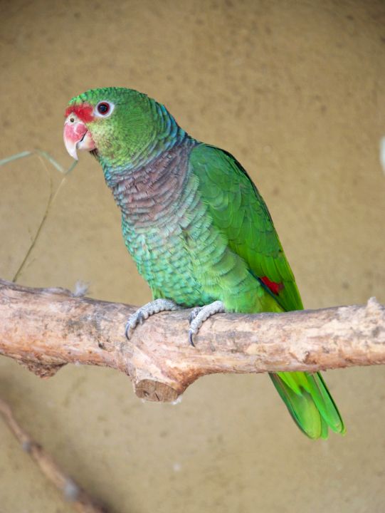 Parc ornithologique Midi-Pyrénées : Observez l'Amazone Vineuse au parc ornithologique Le Rocher des Aigles