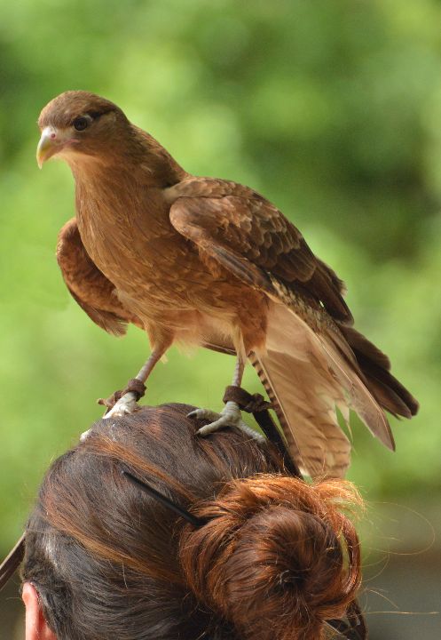 Parc ornithologique Midi-Pyrénées : Venez voir le Chimango, ce petit faucon au parc animalier du Rocher des Aigles à Rocamadour.