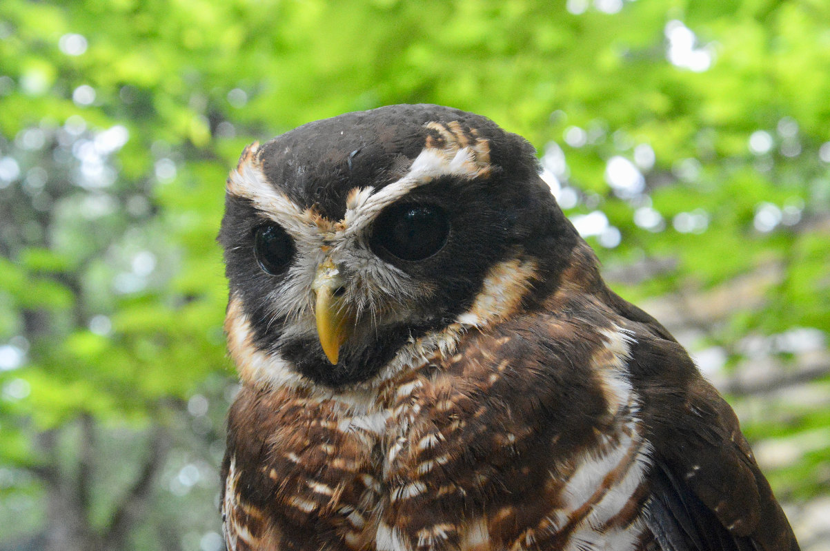 Parc ornithologique Midi-Pyrénées : Admirez la chouette à collier au parc du Rocher des Aigles