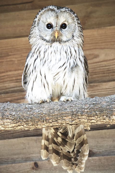location chouette de l'oural Parc ornithologique Midi-Pyrénées - LE ...