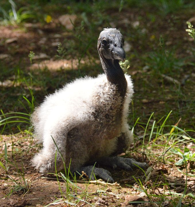 Ornithological park France Midi-Pyrenees : Le Condor des Andes au Rocher des Aigles dans le Lot