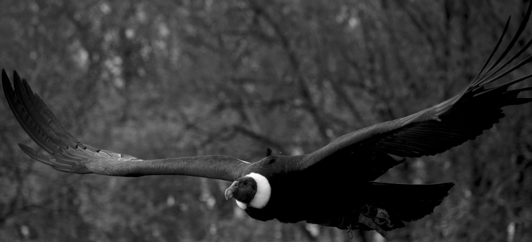 Parc ornithologique Midi-Pyrénées : Venez voir le Condor des Andes, le plus grand rapace au monde pendant un spectacle d'oiseaux au Rocher des Aigles.