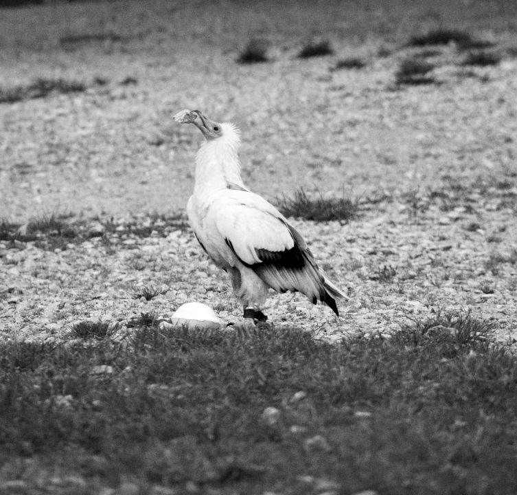 Parc ornithologique Midi-Pyrénées : Découvrez le Percnoptère d'Egypte au parc ornithologique Le Rocher des Aigles dans le Lot.