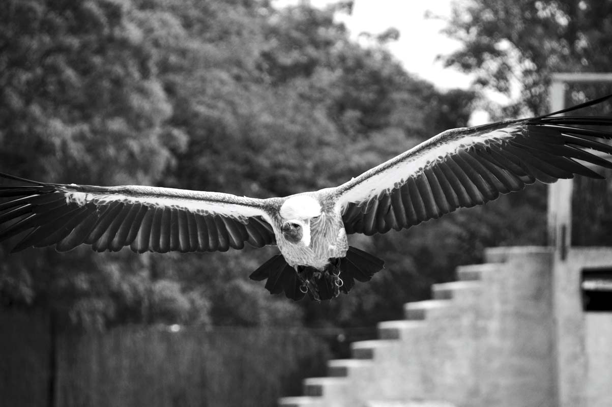 Parc ornithologique Midi-Pyrénées : Découvrez le parc ornithologique à Rocamadour avec l'oiseau le Vautour africain.