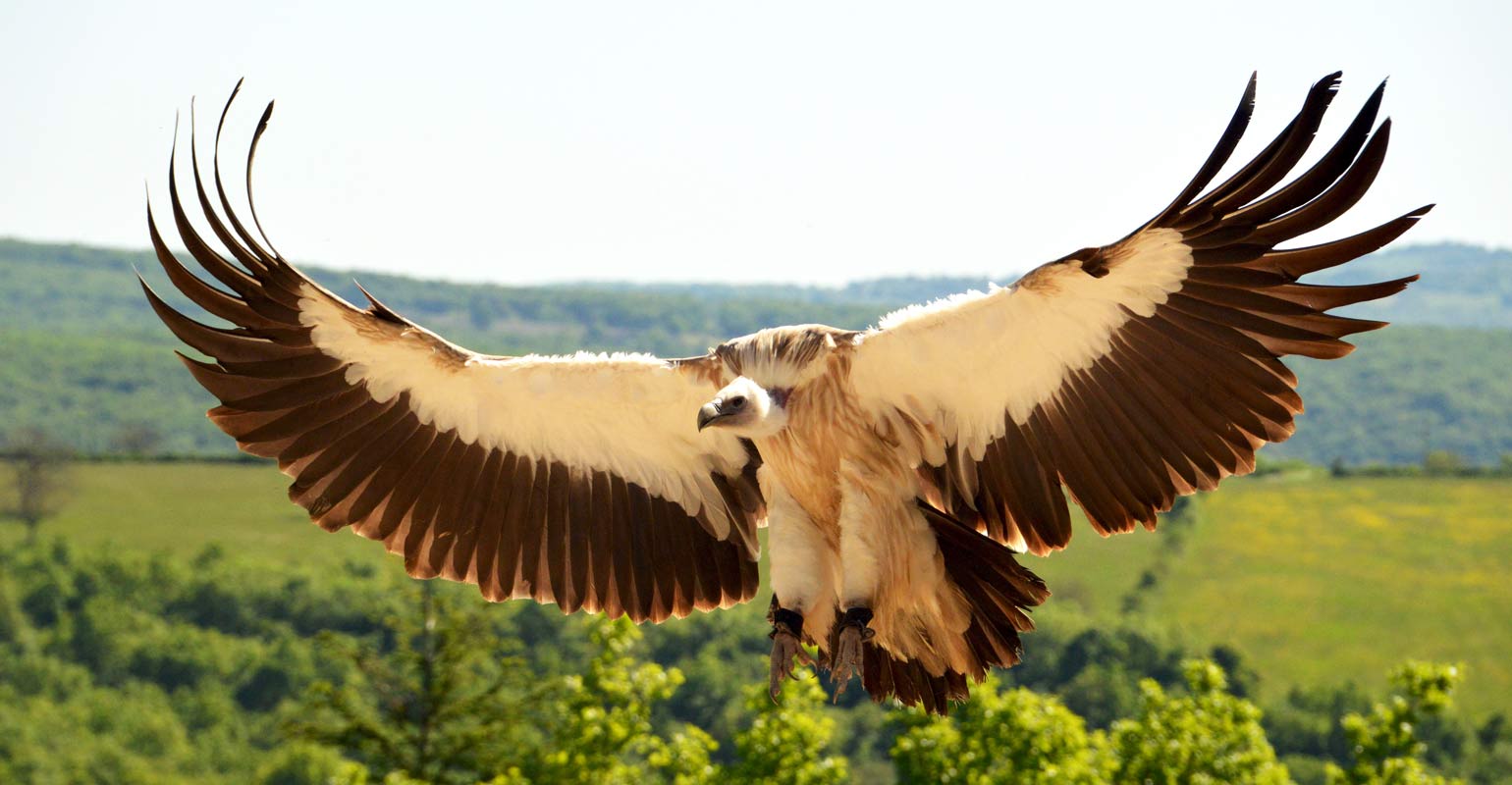 Parc ornithologique Midi-Pyrénées : Le Vautour de l'Himalaya pendant un des spectacles d'oiseaux au Rocher des Aigles, parc ornithologique en Midi-Pyrénée.