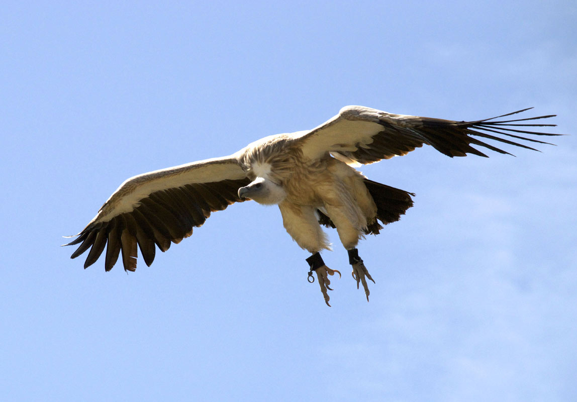 Parc ornithologique Midi-Pyrénées : Le Vautour de l'Himalaya visible au parc ornithologique Le Rocher des Aigles dans le Lot.
