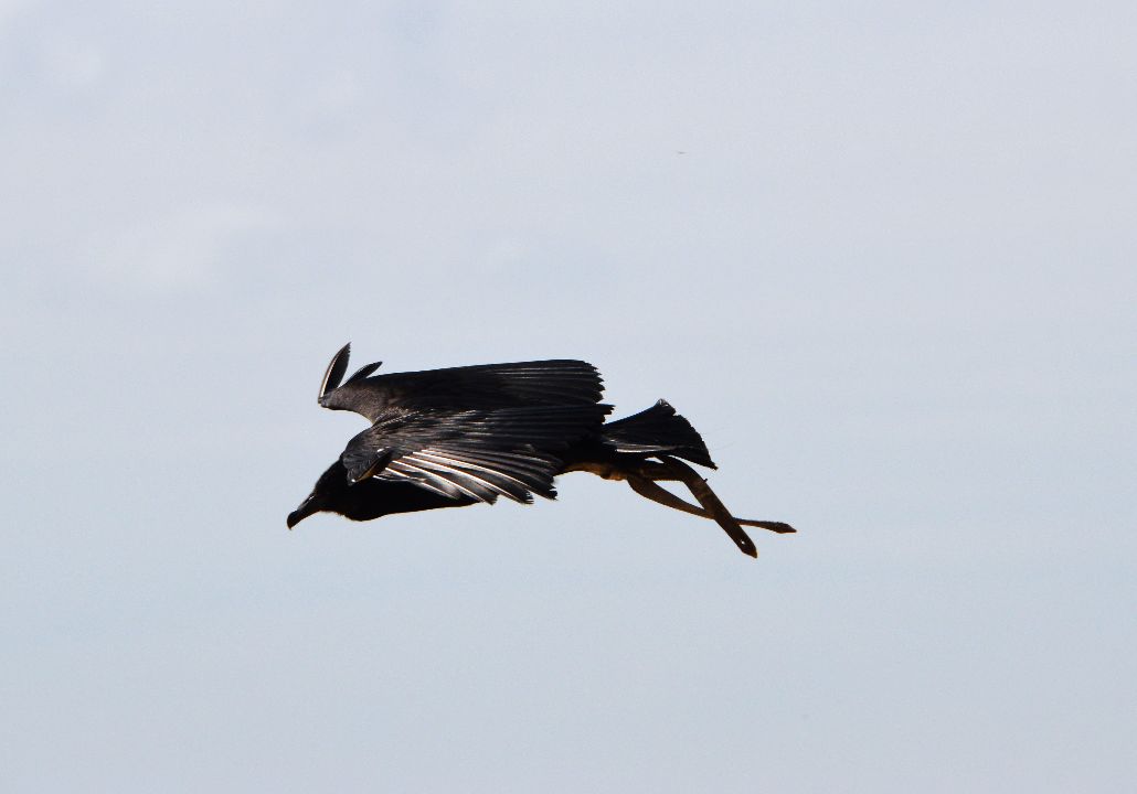 Parc ornithologique Midi-Pyrénées : Le Vautour Urubu noir pendant un des spectacles d'oiseaux au parc ornithologique de Rocamadour.