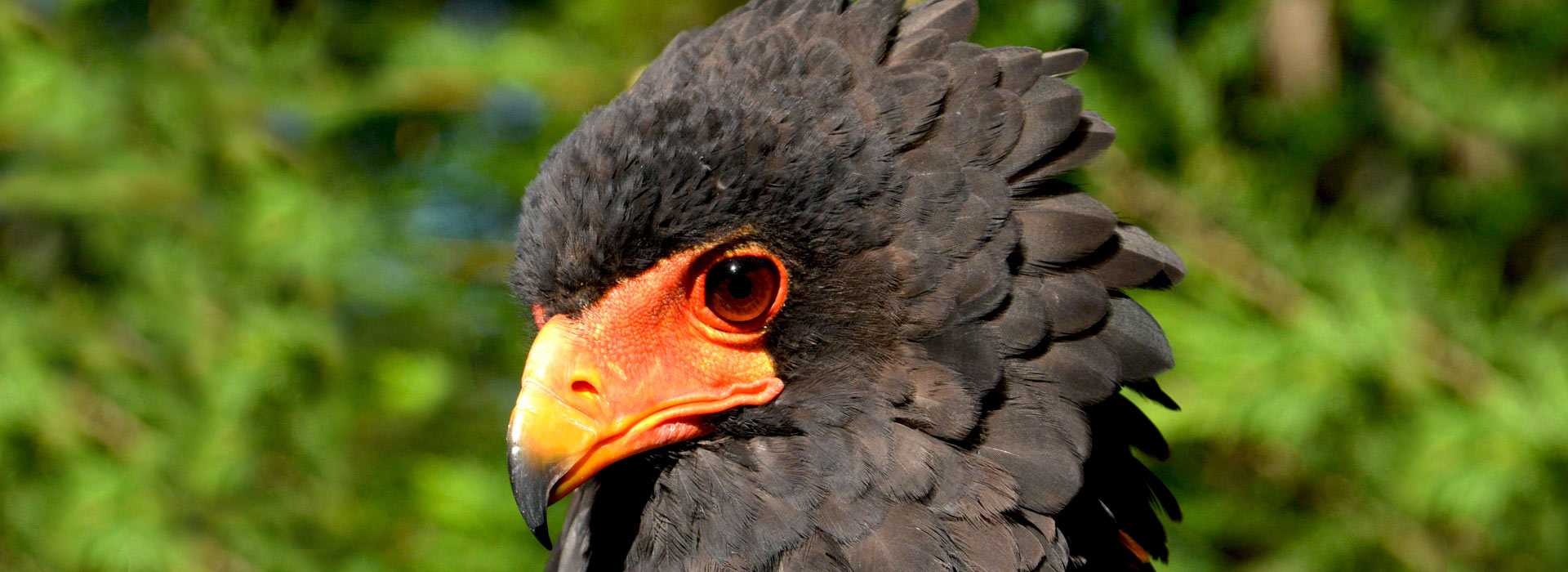 LE ROCHER DES AIGLES, photo n° 1