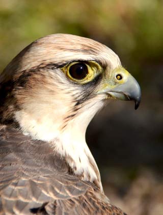 The Lanner Falcon, Rocher des Aigles Lot Midi-Pyrénées Rocamadour