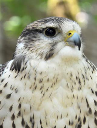 The Saker Falcon, Rocamadour Lot Ornithological park