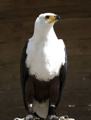 The African Fish Eagle, Ornithological park Rocamadour