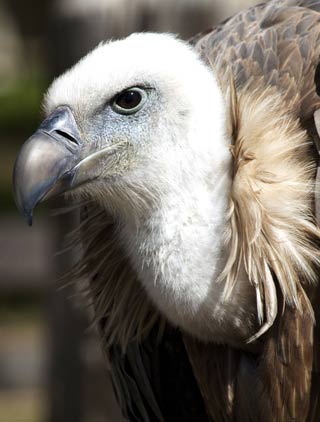 The Griffon Vulture, Ornithological park Rocamadour