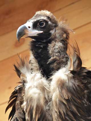 The Monk Vulture, Ornithological park Lot Midi-Pyrénées