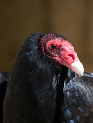Vautour Urubu à tête rouge, parc ornithologique Rocamadour